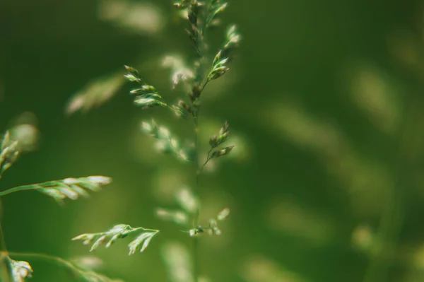 Fundo verde desfocado de espiguetas de plantas — Fotografia de Stock