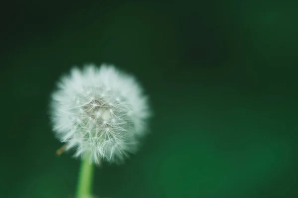 Bakgrund: en fluffig suddig vit maskros — Stockfoto