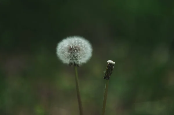 Fond : un pissenlit blanc flou moelleux — Photo