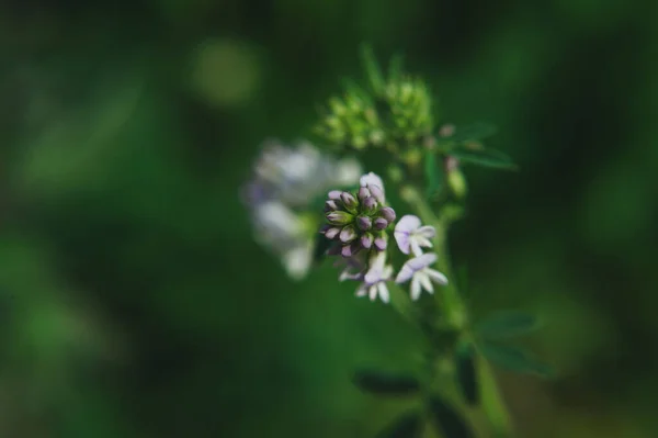 Makrofoto von lila Kleewiese auf verschwommenem grünem Grashintergrund — Stockfoto
