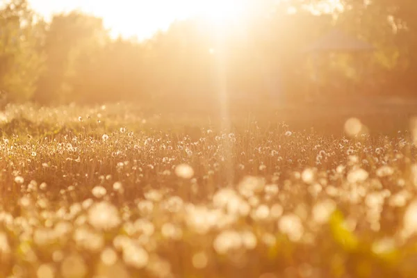 夕日に白いタンポポの畑。黄金の時間で白いタンポポのフィールド — ストック写真