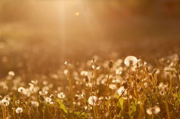 Feld mit weißen Löwenzahn bei Sonnenuntergang. Feld mit weißen Löwenzahn zur goldenen Stunde — Stockfoto