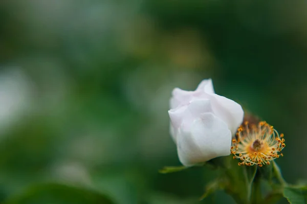 Біла квітка, що росте на кущі. Біла квітка шипшини — стокове фото