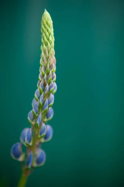 Flor de tremoço. Macro foto de um tremoço. Lilás flor selvagem — Fotografia de Stock