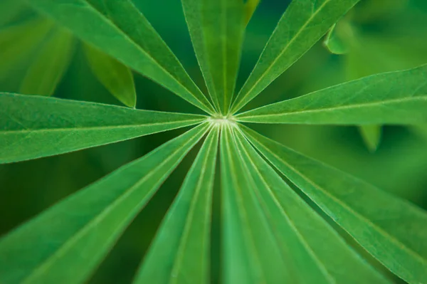 Lupine leaf. Green leaf of a flower. Macro photo of a green leaf — Stock Photo, Image