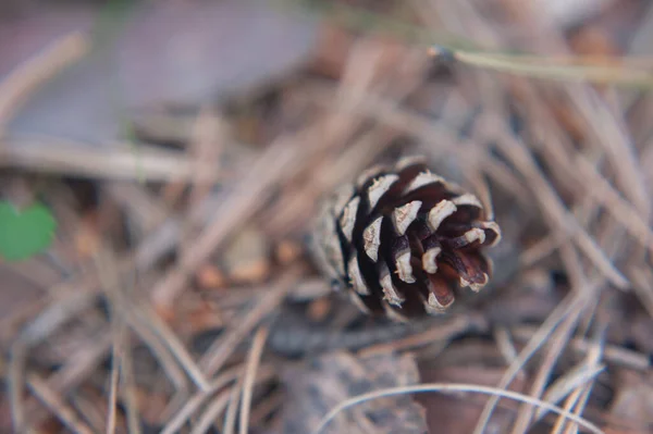 Primer plano de un cono de pino acostado en el suelo — Foto de Stock
