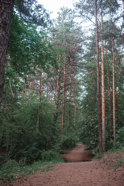 Carrera de obstáculos deportivos y turísticos en el bosque — Foto de Stock