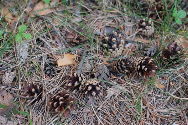 Conos yacen en el suelo en el bosque — Foto de Stock