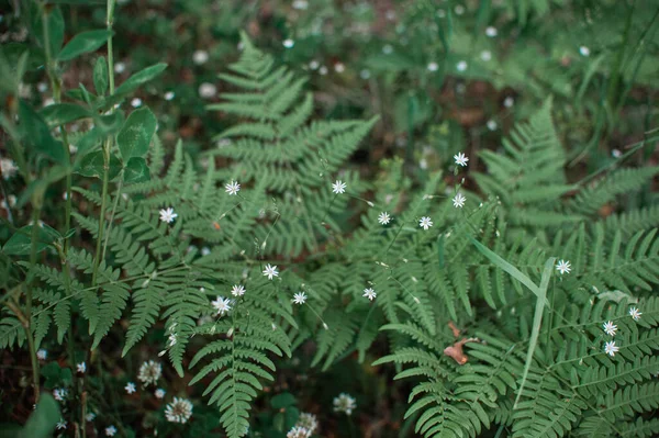 Espesuras de helecho verde en el bosque. Pequeñas flores blancas en un matorral de hojas de helecho — Foto de Stock