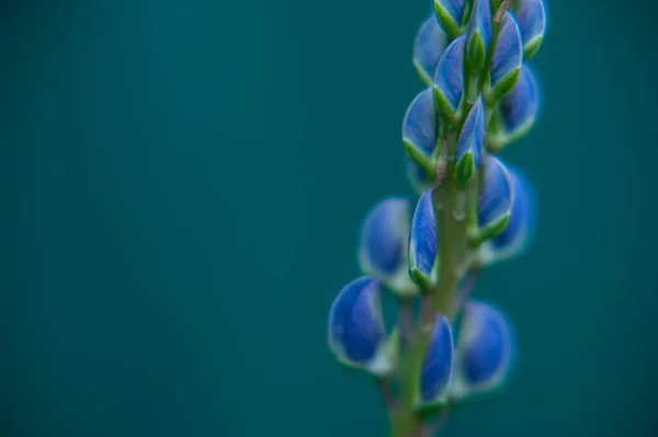 Lupine flower. Macro photo of a lupine. Lilac wild flower — Stock Photo, Image