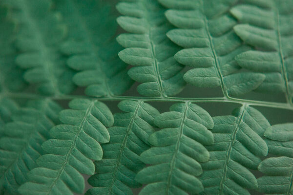 closeup of a green leaf of fern