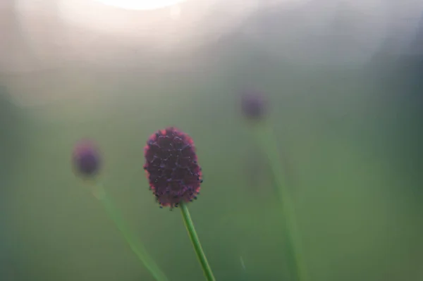 Makroaufnahme von kleinen weinroten Blüten in der Sonne. Makrofotografie von Waldblumen. Makrofotografie von Wildblumen — Stockfoto