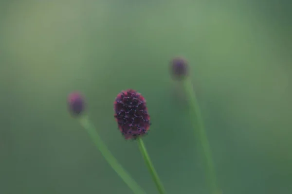 Makroaufnahme von kleinen weinroten Blüten in der Sonne. Makrofotografie von Waldblumen. Makrofotografie von Wildblumen — Stockfoto