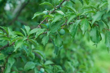  Çalıların üzerinde yeşil erik, çalıların üzerinde erik olgunlaşır.