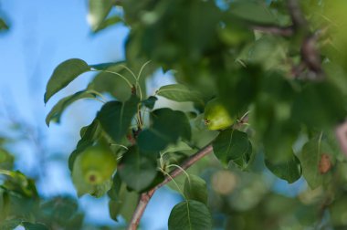 Ağaçtaki armut. Ev yapımı armut. armut ağacı