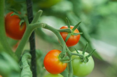  Bir seradaki çalıların üzerindeki domatesler.