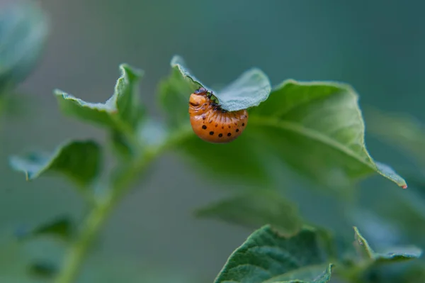 Larva de escarabajo de patata colorado gordo grande comiendo hojas de patata — Foto de Stock