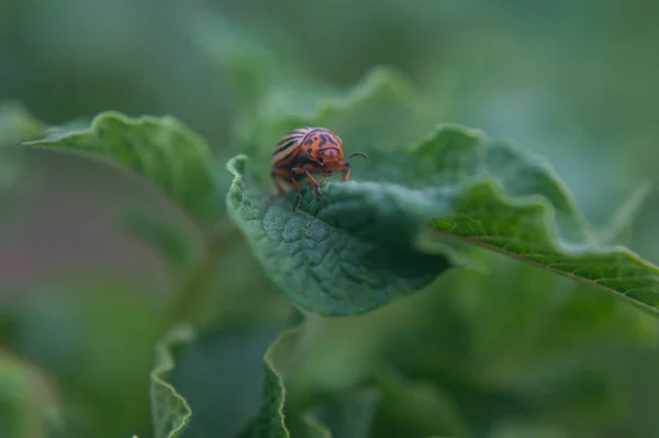 Un coléoptère adulte assis sur un jeune feuillage vert d'une pomme de terre, printemps, gros plan — Photo