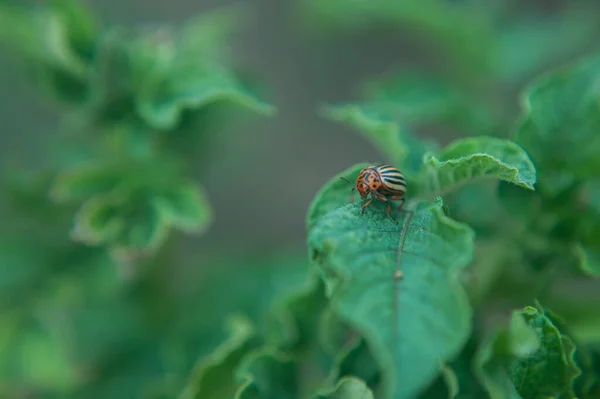 Un coléoptère adulte assis sur un jeune feuillage vert d'une pomme de terre, printemps, gros plan — Photo