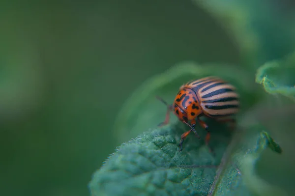 One adult colorado beetle sitting on a young green foliage of a potato, spring, closeup — Stock Photo, Image