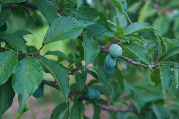 green plum on the bush, the plum ripens on the bush