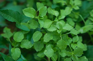 Yağmurdan sonra su damlayan küçük yeşil yapraklar