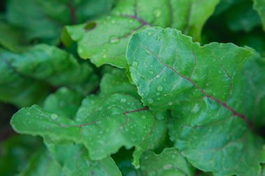 Yeşil pancar yaprakları ve yağmur sonrası su damlaları