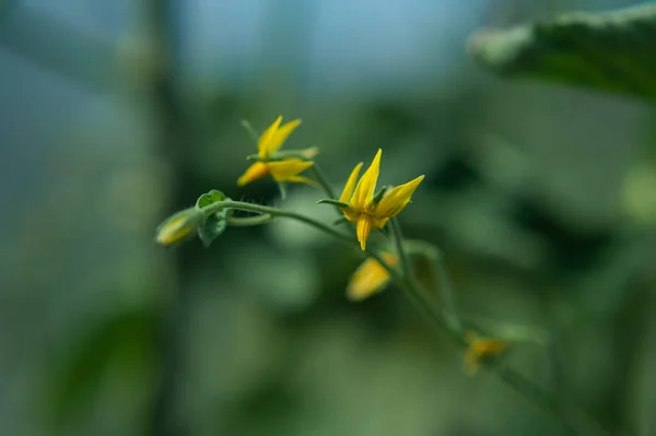 TOMATO FLOWERS, tomato bloom in the greenhouse — Stock Photo, Image