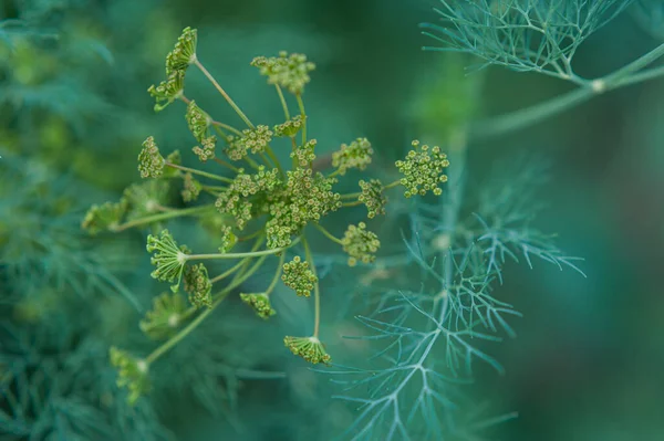 Dill inflorescences. homemade dill. dill in the garden. Young dill — Stock Photo, Image