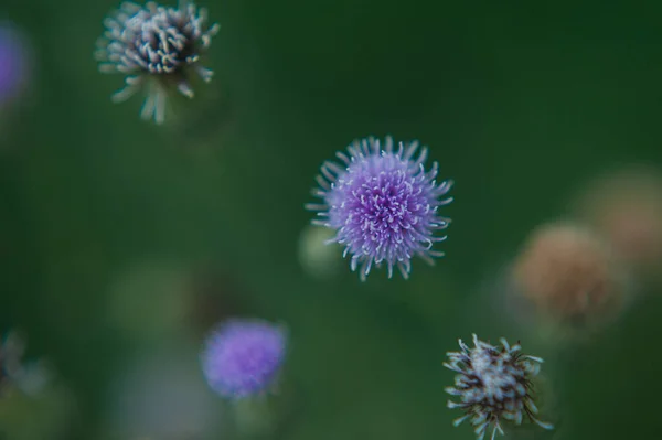 Closeup of a purple wildflower Serpukh — Stock Photo, Image
