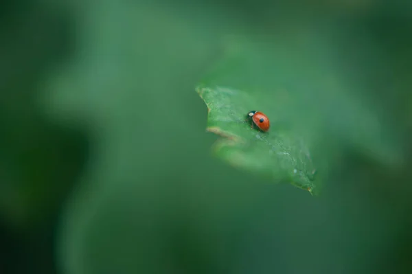 Ladybug creeps on a white flower. Macro photo of a ladybug. Macro photo of a red insect — Stock Photo, Image