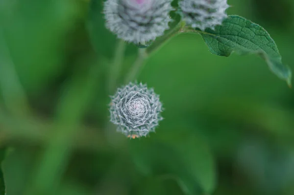 Close-up photo of bursting burdock. — Stock Photo, Image