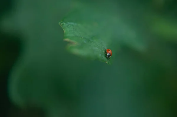 Coccinelle se glisse sur une fleur blanche. Macro photo d'une coccinelle. Macro photo d'un insecte rouge — Photo