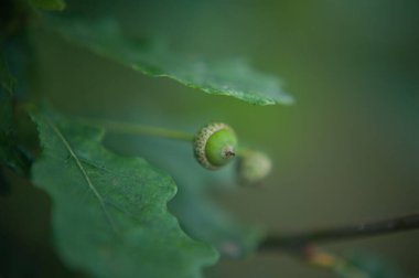  yeşil meşe palamudu