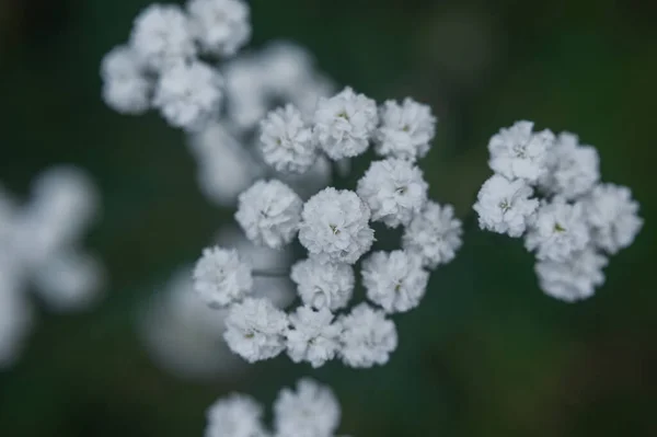 Nahaufnahme von kleinen weißen Blüten — Stockfoto