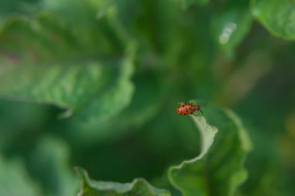Червоний молочний жук сидить на зеленому листі. — стокове фото