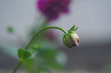  Kızıl Paskalya tomurcuğu. çiçek açan kırmızı çiçek tomurcuğu