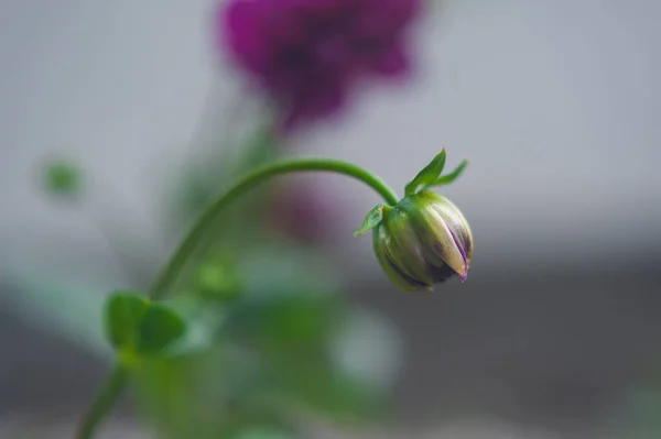 Bud of red aster. blooming red flower bud — Stock Photo, Image