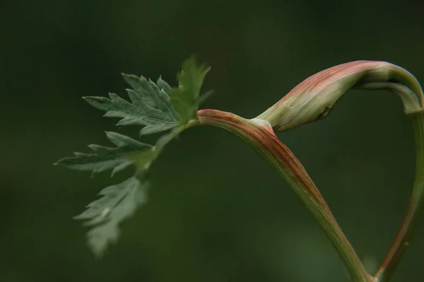 Blühendes Blatt der grünen Pflanze — Stockfoto