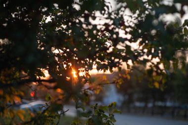 Batan güneşin altında sonbahar elma ağacı. Gün batımında sonbahar elma ağacı