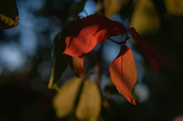 Barevný podzimní list visící na větvi stromu. podzimní list jabloně — Stock fotografie