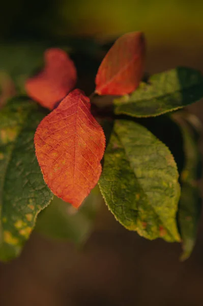 Kleurrijk herfstblad hangend aan een boomtak. herfst appelboom blad — Stockfoto