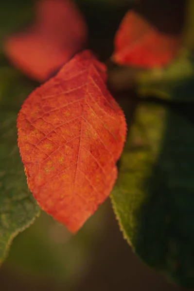 Hoja colorida del otoño que cuelga en una rama del árbol. hoja de manzano otoño — Foto de Stock