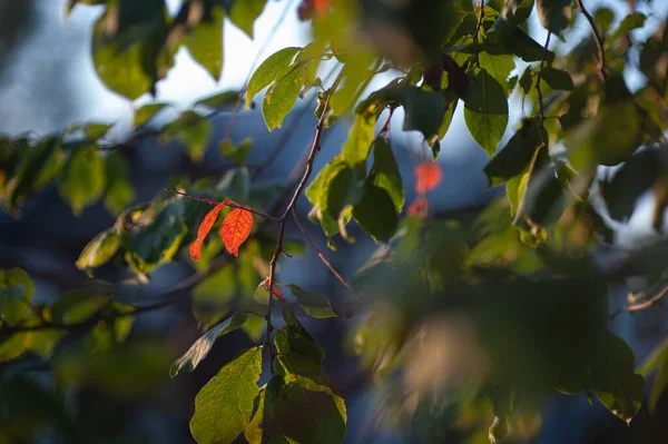 Manzano de otoño en los rayos del sol poniente. manzano de otoño al atardecer — Foto de Stock
