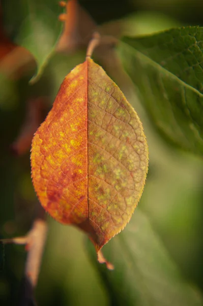 Hoja colorida del otoño que cuelga en una rama del árbol. hoja de manzano otoño — Foto de Stock