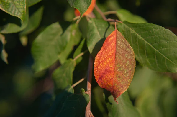 Hoja colorida del otoño que cuelga en una rama del árbol. hoja de manzano otoño — Foto de Stock