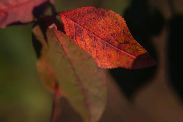 Folha de outono colorido pendurado em um galho de árvore. Outono folha de macieira — Fotografia de Stock