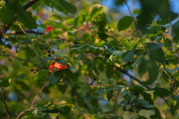 Manzano de otoño en los rayos del sol poniente. manzano de otoño al atardecer — Foto de Stock