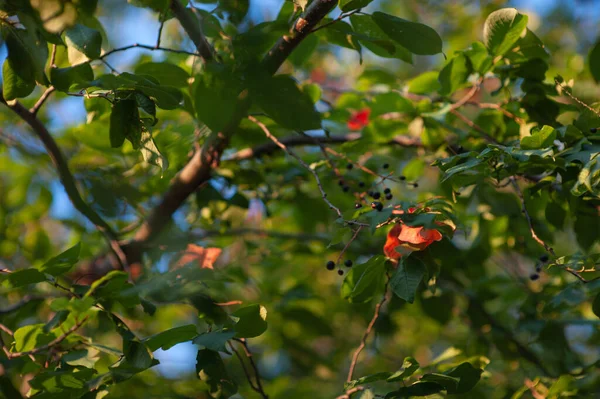 Pommier d'automne dans les rayons du soleil couchant. pommier d'automne au coucher du soleil — Photo