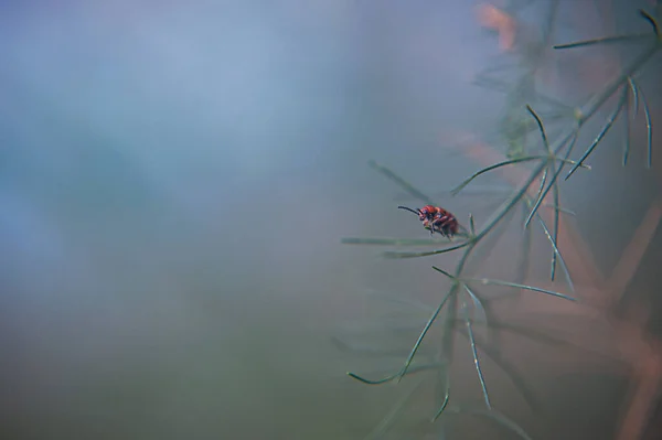 红色米草甲虫坐在绿叶上 — 图库照片